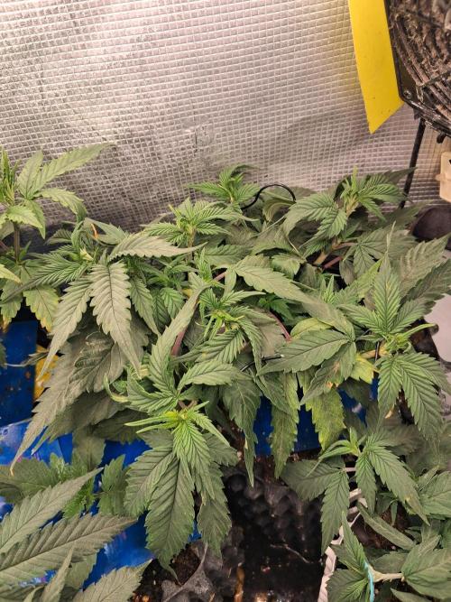 Cherry poppers bonsai. Week 3