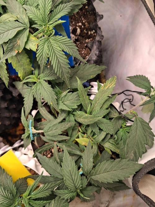 Cherry poppers bonsai. Week 3