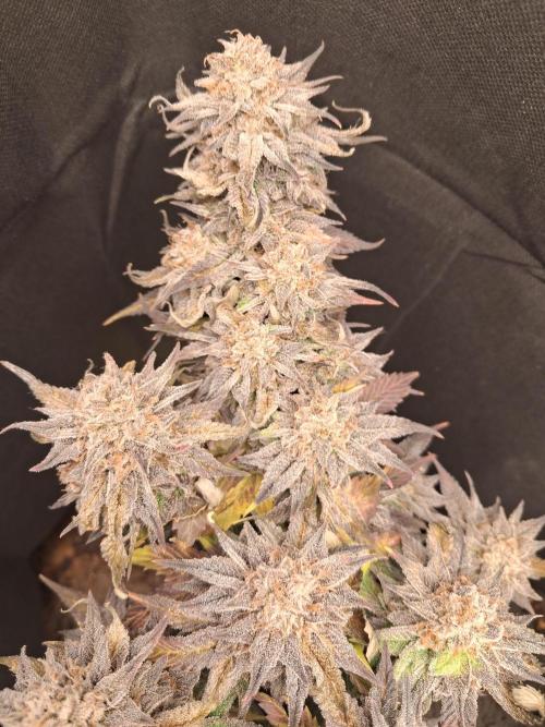 Cherry poppers. Week 13