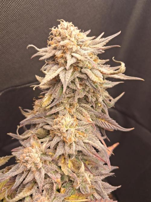 Cherry poppers. Week 13