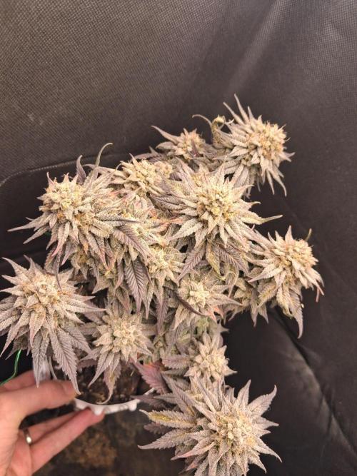 Cherry poppers. Week 13