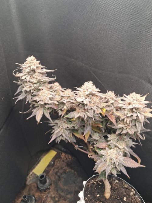 Cherry poppers. Week 13