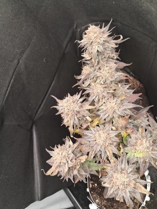 Cherry poppers. Week 13