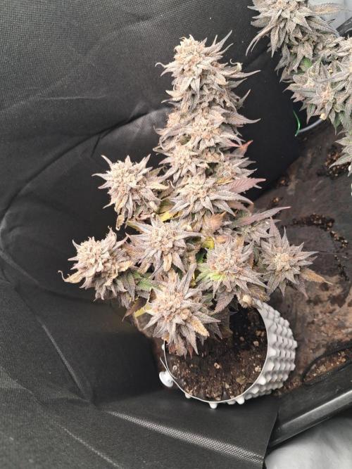 Cherry poppers. Week 13