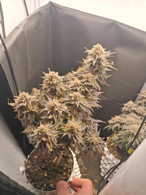 Cherry poppers. Week 13