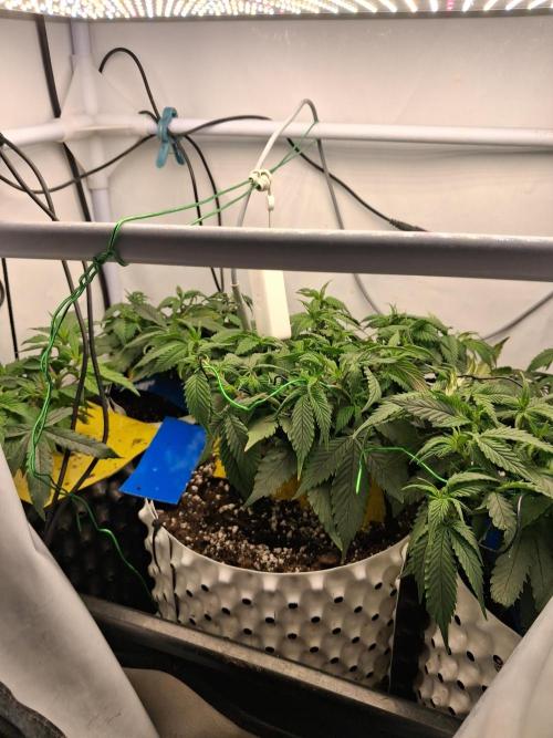 Cherry poppers bonsai. Week 4