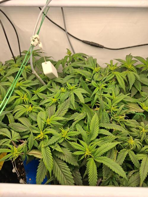 Cherry poppers bonsai. Week 5