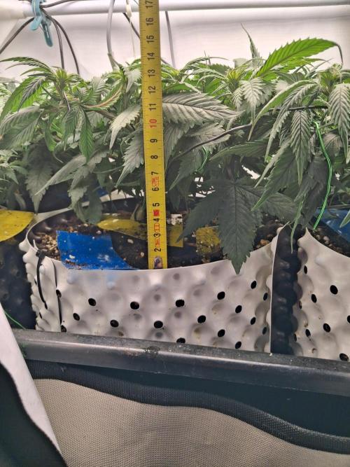 Cherry poppers bonsai. Week 5