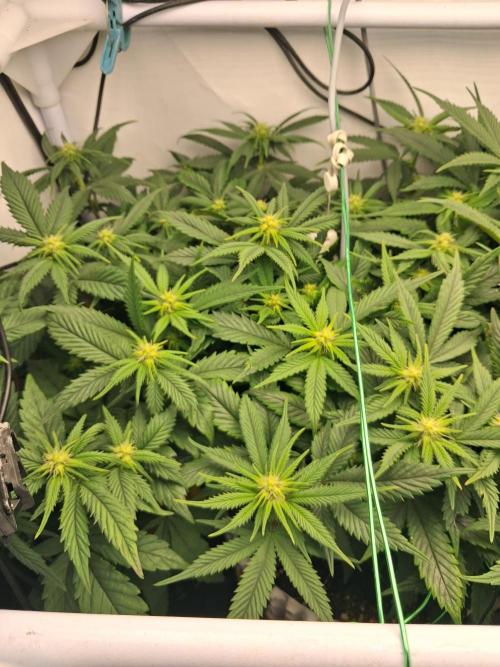 Cherry poppers bonsai. Week 6