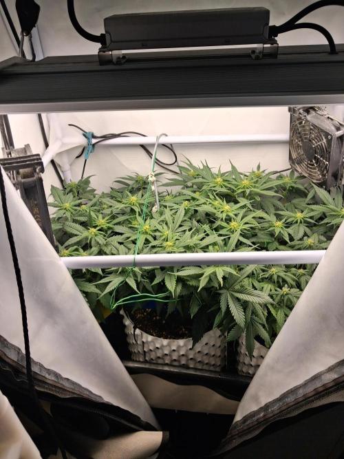 Cherry poppers bonsai. Week 6