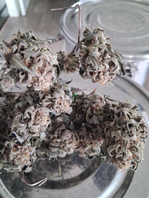 Cherry poppers. Week 14