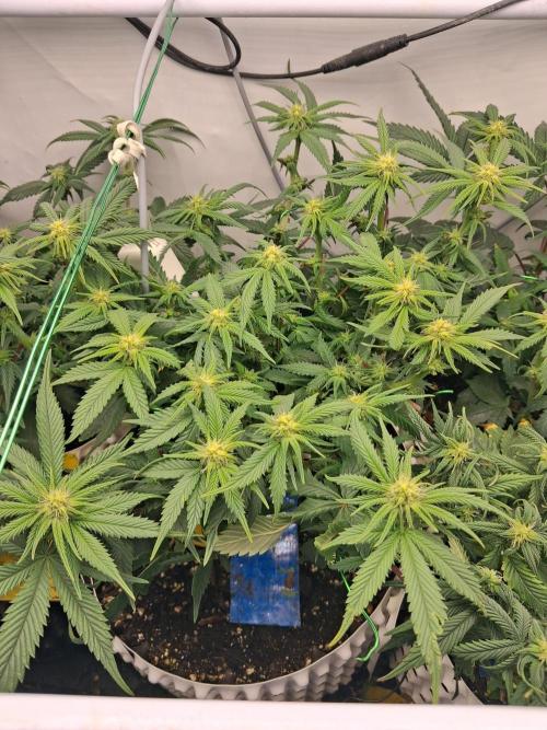 Cherry poppers bonsai. Week 6 - Defoliation