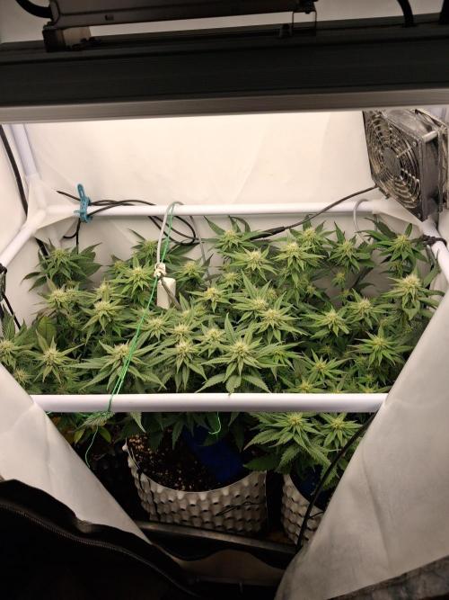 Cherry poppers bonsai. Week 7