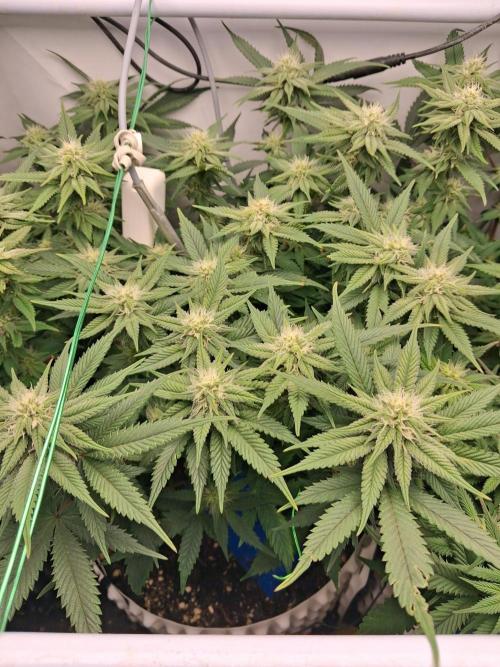 Cherry poppers bonsai. Week 7