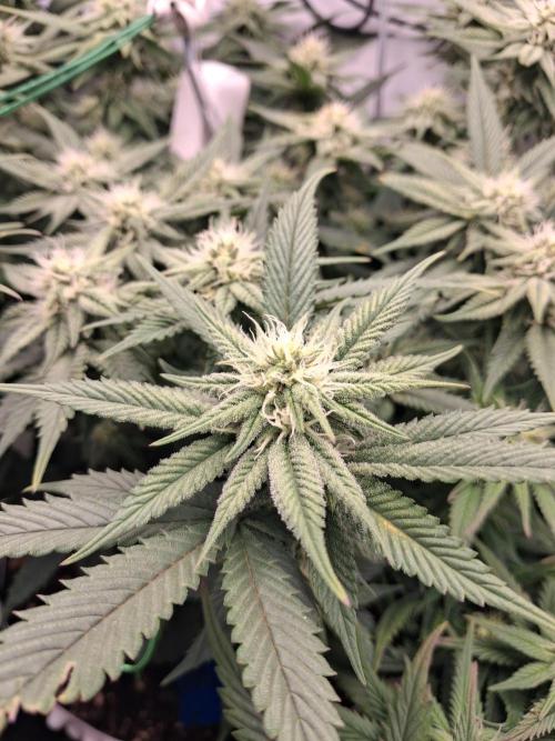 Cherry poppers bonsai. Week 7