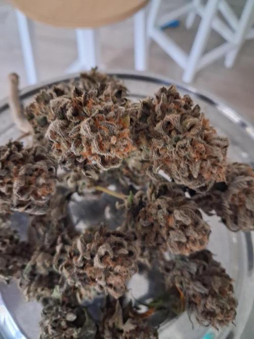 Cherry poppers. Week 14