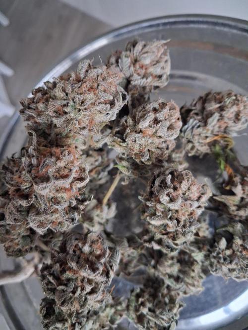 Cherry poppers. Week 14