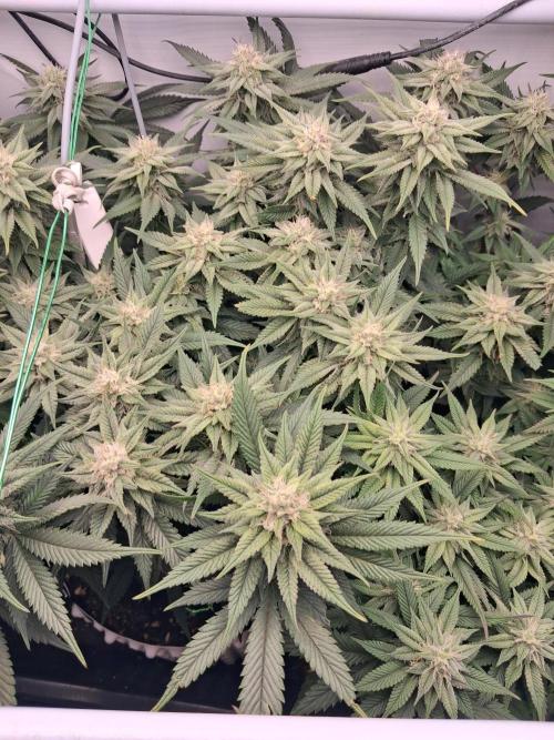 Cherry poppers bonsai. Week 8