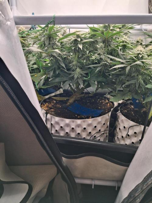 Cherry poppers bonsai. Week 8