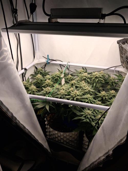 Cherry poppers bonsai. Week 8