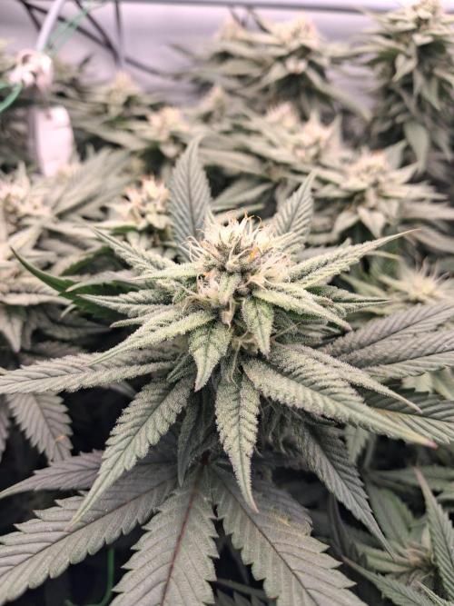 Cherry poppers bonsai. Week 8