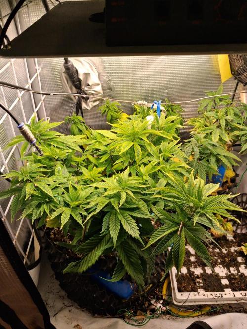 Glookies. Week 7