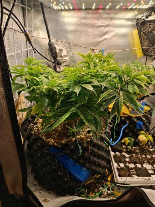 Glookies. Week 7