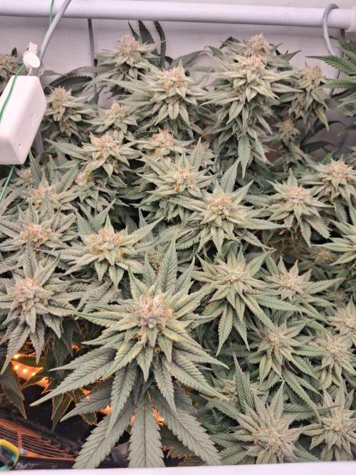 Cherry poppers bonsai. Week 9