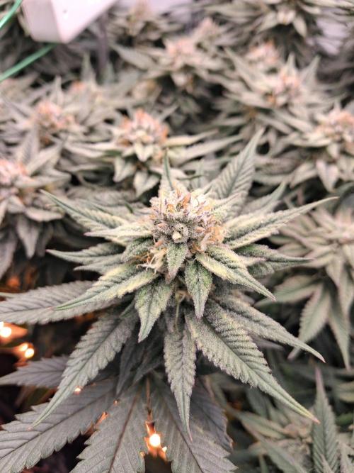 Cherry poppers bonsai. Week 9