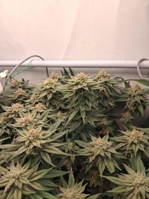 Cherry poppers bonsai. Week 9