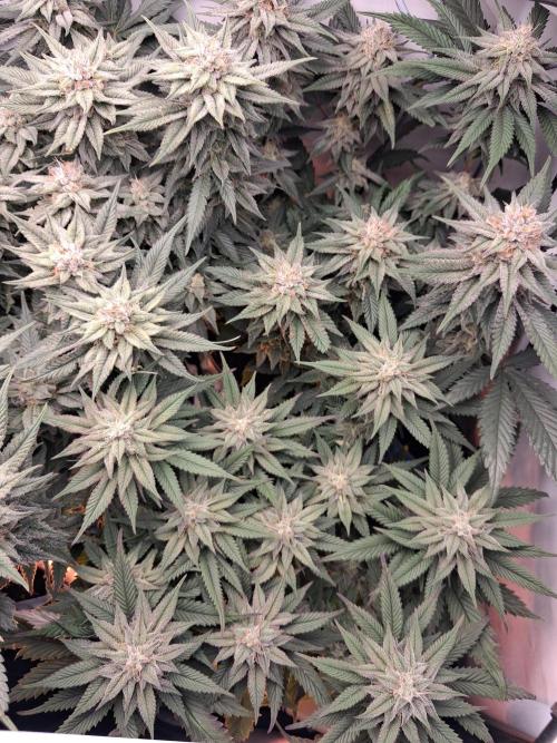 Cherry poppers bonsai. Week 9