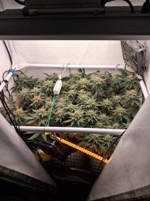 Cherry poppers bonsai. Week 9