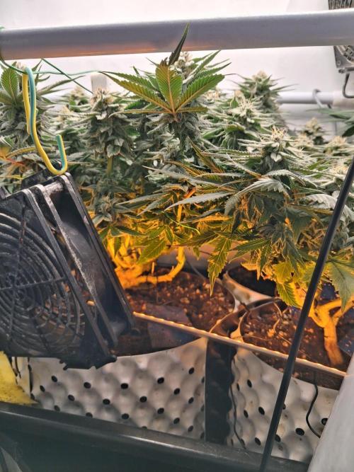 Cherry poppers bonsai. Week 9