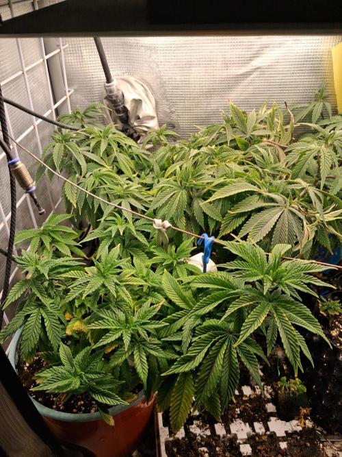 Glookies. Week 8