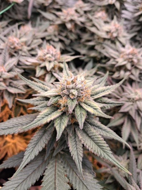 Cherry poppers bonsai. Week 10