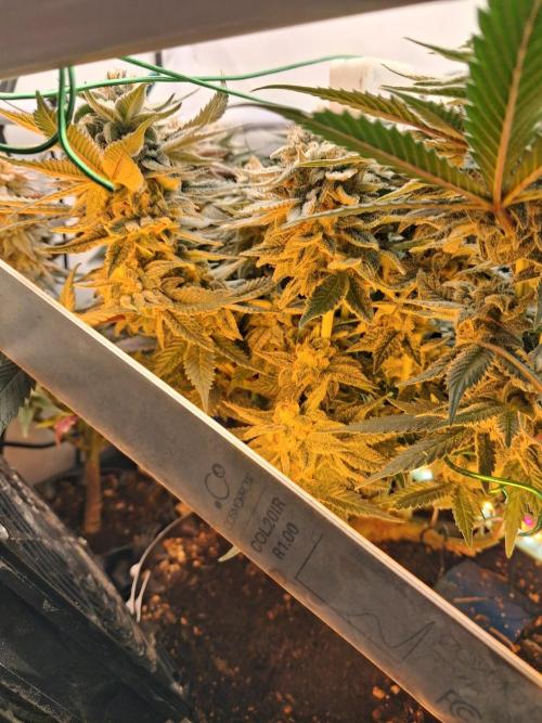 Cherry poppers bonsai. Week 10