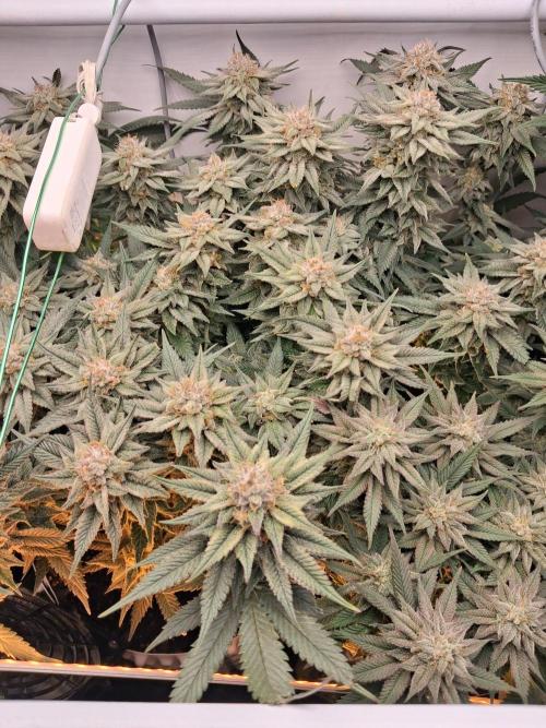 Cherry poppers bonsai. Week 10