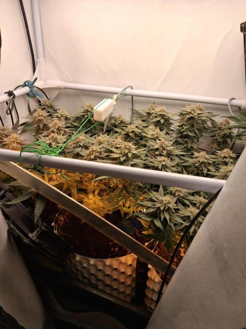 Cherry poppers bonsai. Week 10
