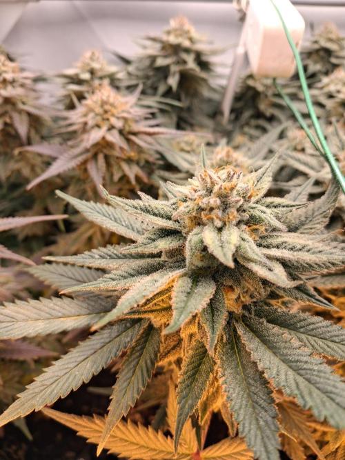 Cherry poppers bonsai. Week 10