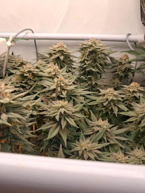 Cherry poppers bonsai. Week 10