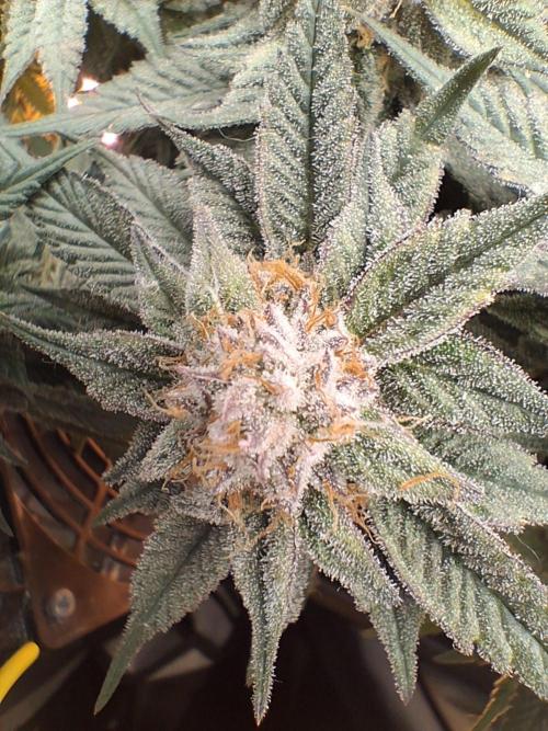 Cherry poppers bonsai. Week 10
