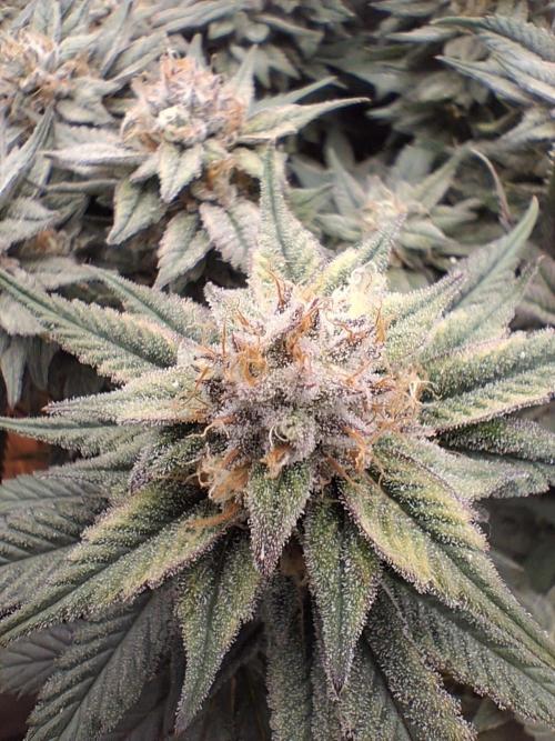 Cherry poppers bonsai. Week 10