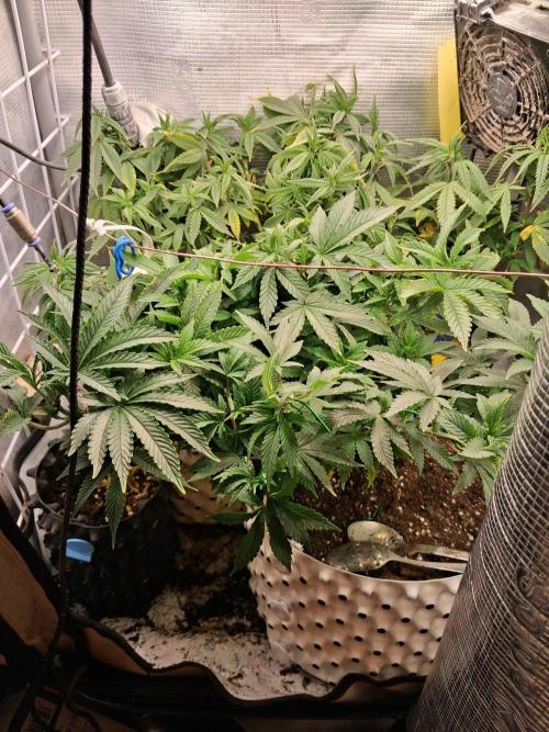 Glookies. Week 9