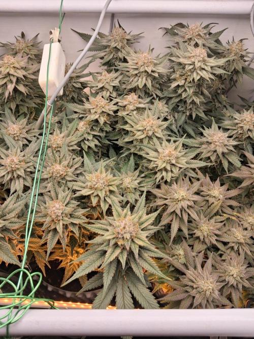 Cherry poppers bonsai. Week 11