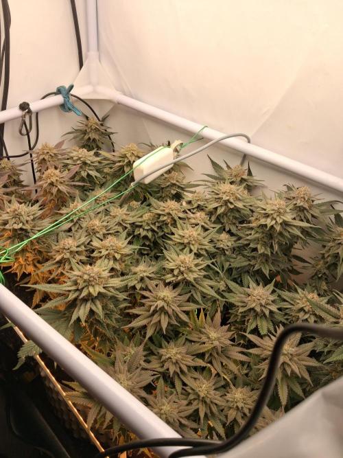 Cherry poppers bonsai. Week 11