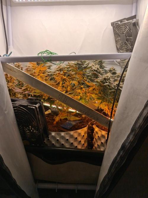 Cherry poppers bonsai. Week 11