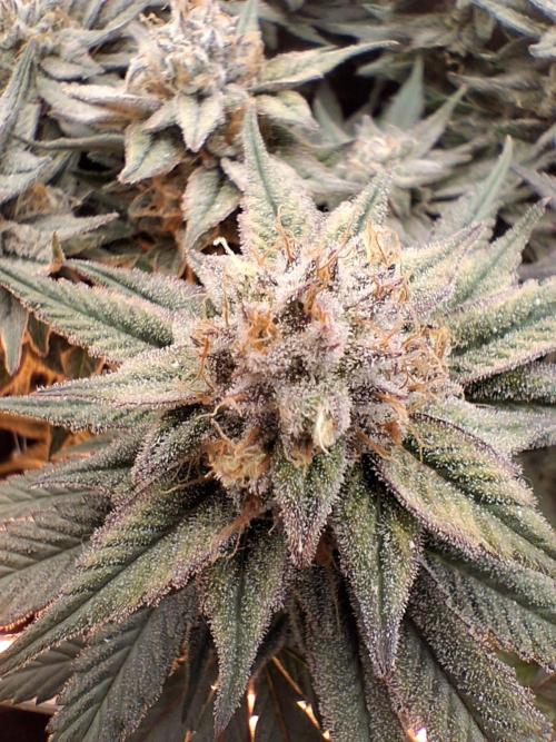 Cherry poppers bonsai. Week 11
