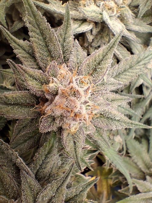Cherry poppers bonsai. Week 11