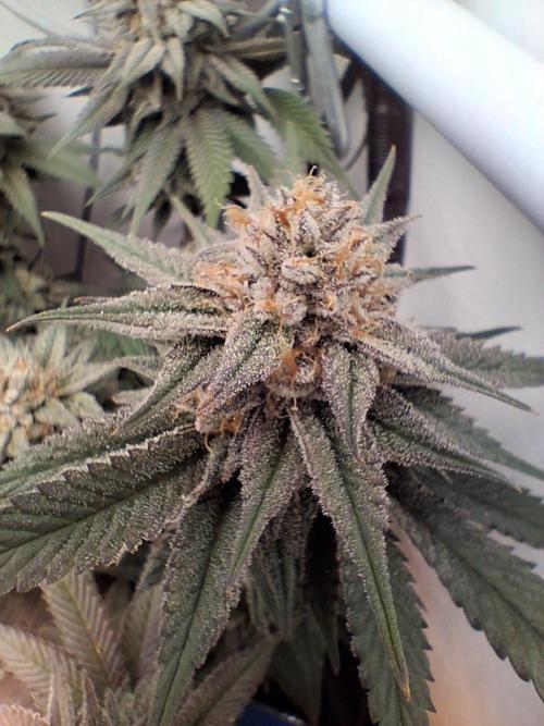 Cherry poppers bonsai. Week 11