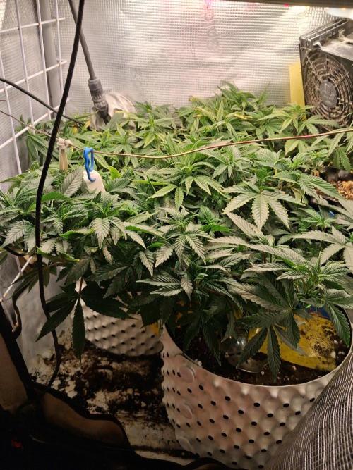 Glookies. Week 10